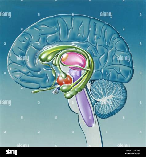 L Anatomie Du Cerveau Humain Illustration D Une Coupe Sagittale Au