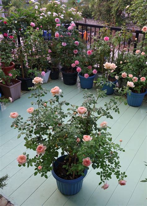 😄 กุหลาบมาโซระ 🧡 Masora Rose #MasoraRose | สวนขนาดเล็ก, สวนกุหลาบ, สวน ...