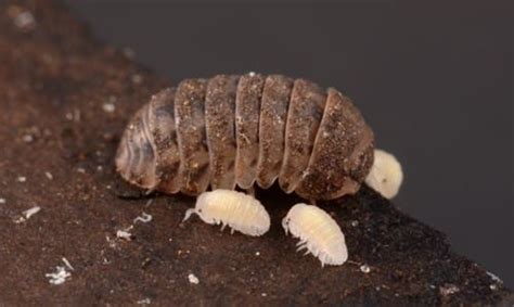 Isopod Basic Knowledge Insektenliebe