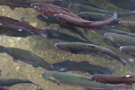 Bank Fishing Trout Rigs Super Effective Setups