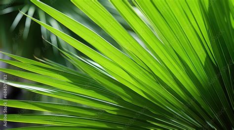 A close-up view of Saw Palmetto leaves in their natural habitat, with ...