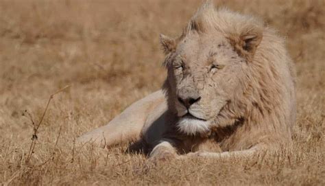 What Do Lions Eat Ks2