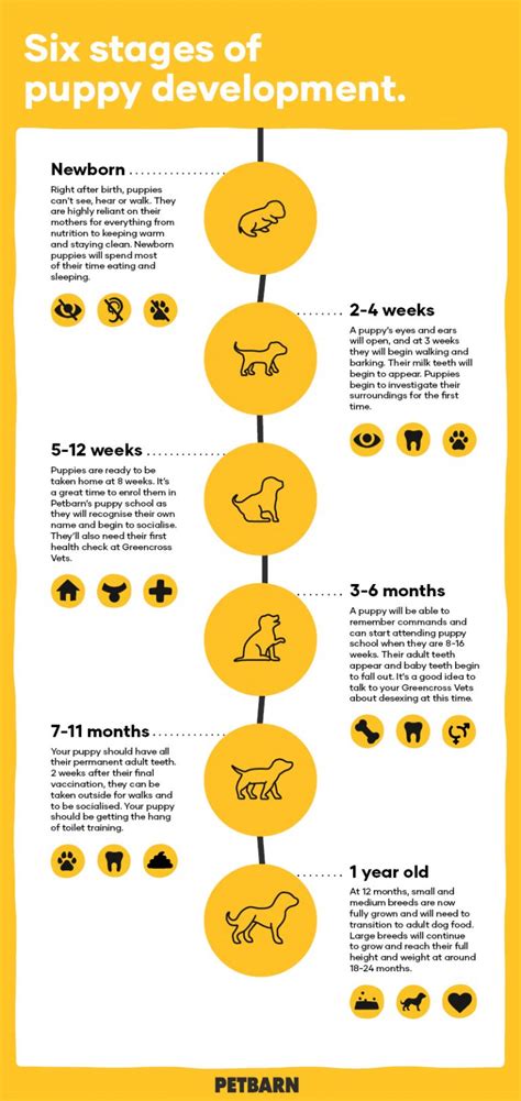 Your Puppy’s Development Stages | Petbarn