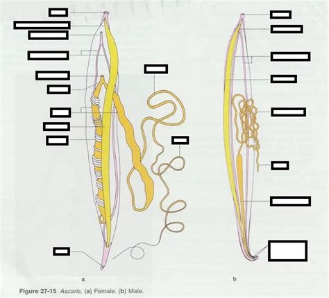 Ascaris Female And Male Diagram Quizlet