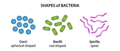 Bacteria Shapes Images – Browse 48,597 Stock Photos, Vectors, and Video ...