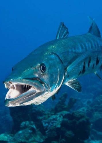 Fang Fan Casting For Finding Nemo Remake 2023 Mycast Fan Casting