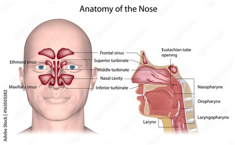 Nose anatomy, labeled. Stock Illustration | Adobe Stock