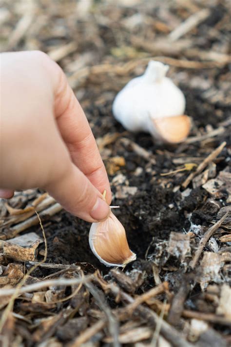 How Much is a Clove of Garlic? Everything you need to know!