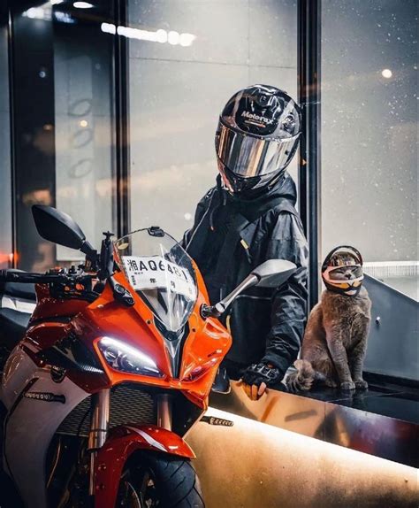 motorcycle profile photo fox motorbike cat  motorcycle helmet