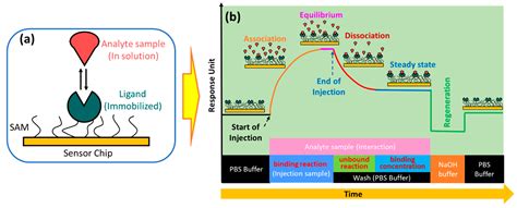 Biosensors | Free Full-Text | Unraveling the Dynamics of SARS-CoV-2 ...