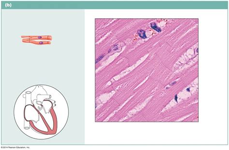 Cardiac Muscle Diagram Quizlet