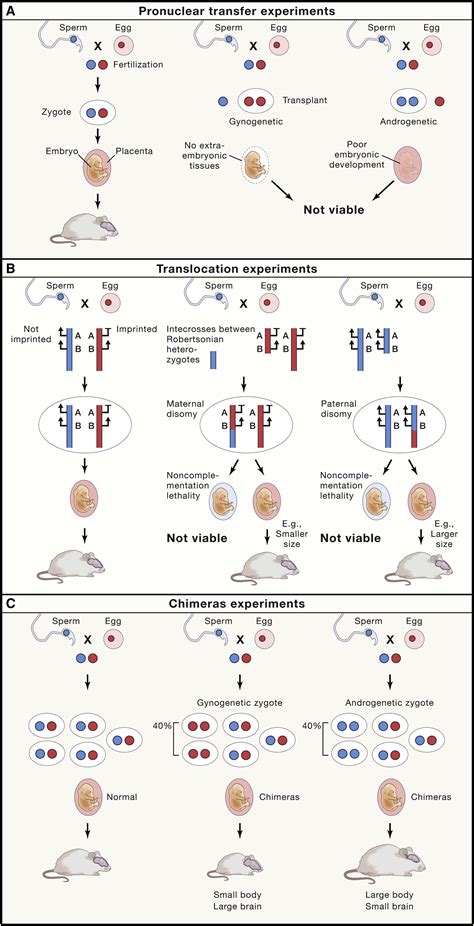 Genomic Imprinting And Physiological Processes In Mammals Cell