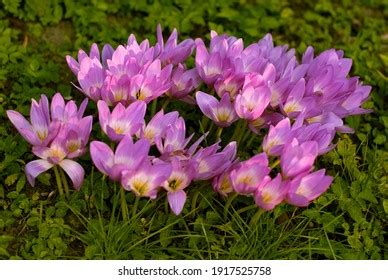 Purple Naked Lady Flower Garden Stock Photo Shutterstock