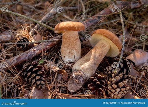 Two Porcini Mushrooms In Pine Tree Forest At Autumn Season Stock Image