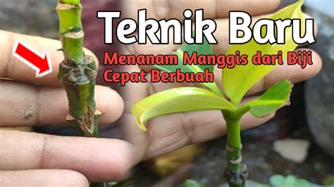 Teknik Baru Agar Pohon Manggis Cepat Berbuah Berbuah Dalam Pot Youtube