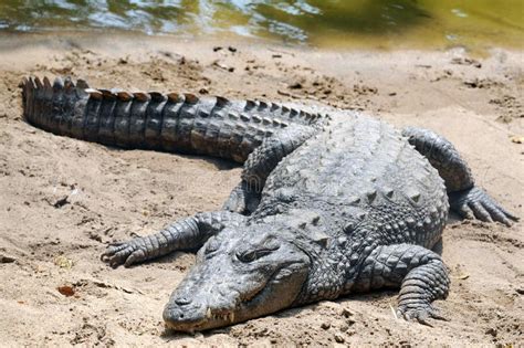 Coccodrillo immagine stock. Immagine di animale, terreno - 7241267