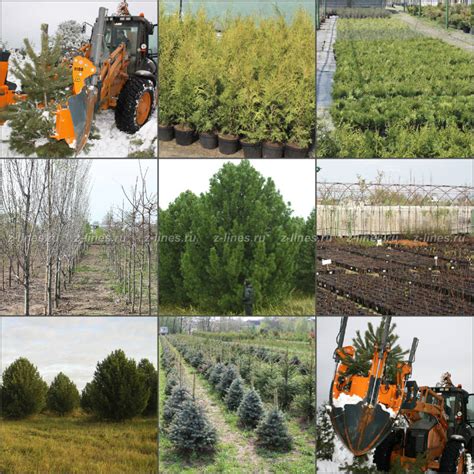 Питомник растений в Москве и Московской области - Z-lines.ru