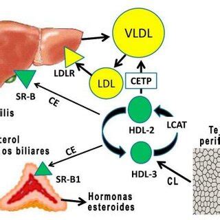 "Reverse Cholesterol Transport from Peripheral Tissues to the Liver ...