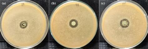 Images Of Colonies Of B Subtilis On Agar Diffusion Plate In The