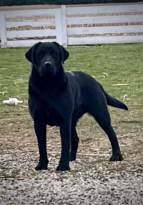 Legacy and Maverick litter born March 25th 2025 - Michigan Elite Labradors