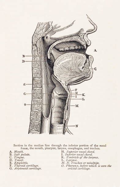 Drawing Of Epiglottis Stock Photos Pictures And Royalty Free Images Istock