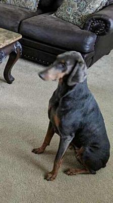 Houston Tx Doberman Pinscher Meet Ellie A Pet For Adoption