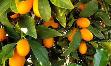 Kumquat Tree Varieties - apple-rolldownthefloor