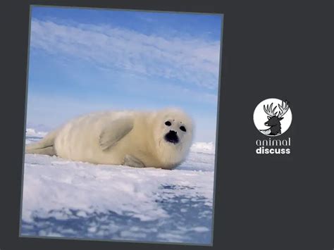 do harp seals eat penguins Leopard seals eating penguins