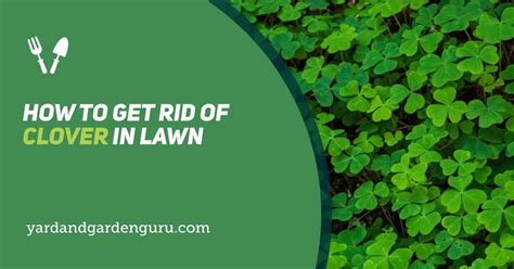 7 Deadly Steps To Vanquish Clover From Your Yard Forever