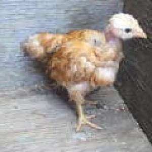 Naked Neck Turken BackYard Chickens