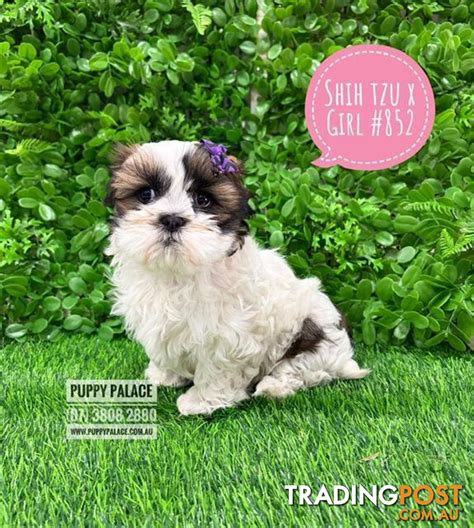 Maltzu Puppy Shih Tzu X Maltese Girl I HAVE ALSO HAD MY 2nd VACCINATION In store now at Puppy