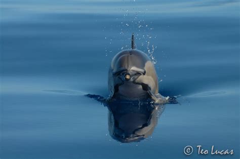 mission whale wise eco