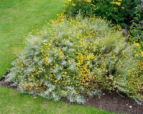 GardensOnline: Santolina chamaecyparissus
