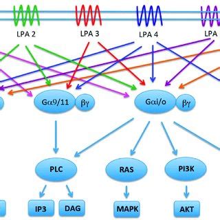 Expression Pattern Of Lpa Receptors And Their Known Physiological