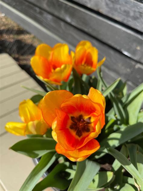 How To Grow Tulips In A Container