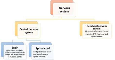 Nervous System – Functions and Subdivisions – Anatomy QA