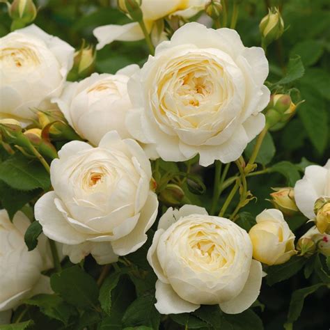 Rose Claire Austin™ White Flower Farm