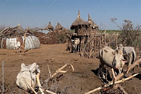 Dwellings And Villages Of Daasanach People Near Omorate And The Omo