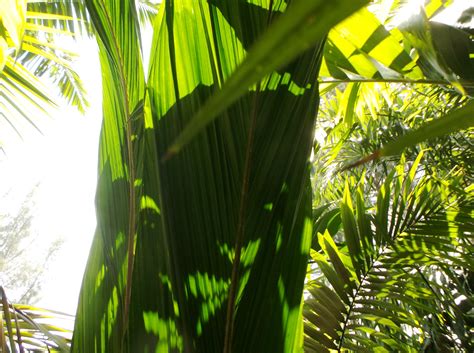 Elaeis guineensis Whole Leaf Variety - DISCUSSING PALM TREES WORLDWIDE ...