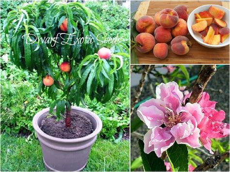 SEEDS Succulent Super Dwarf Peach Honey Babe Tree Seeds Etsy Canada