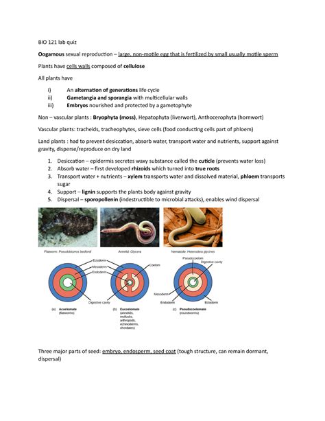 Bio Lab Quiz Notes Bio Lab Quiz Oogamous Sexual Reproduction