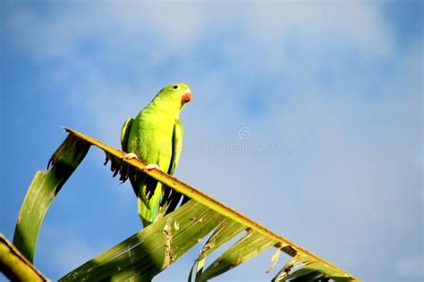 Piccolo Pappagallo Verde Su Un Ramo Della Palma Immagine Stock