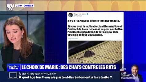 Le choix de Marie Une armée de chats pour s attaquer aux rats une