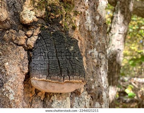 Chaga Mushroom Inonotus Obliquus On Tree Stock Photo 2246021211