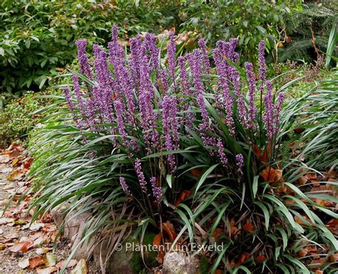 Liriope Muscari ‘ingwersen Esveld Shop