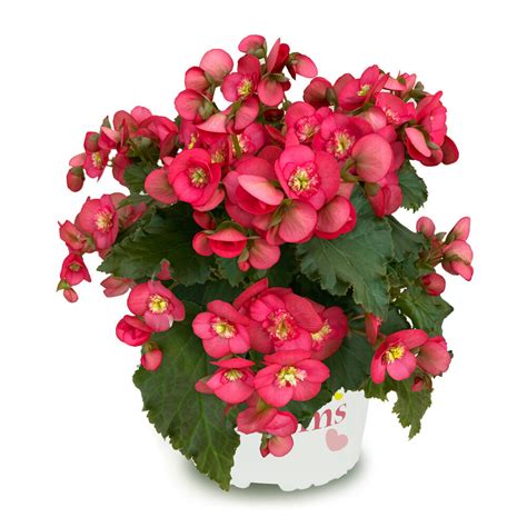 1282 Бегония DREAMS GARDEN BEEL 4676 (ВЕСНА 2025) - купить в Москве в ...