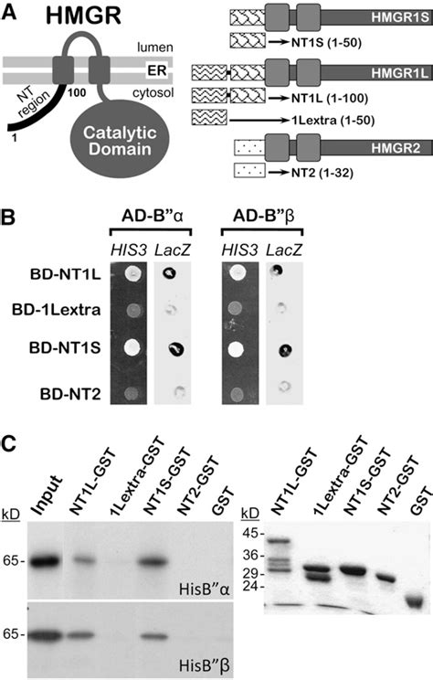 Figure From Multilevel Control Of Arabidopsis Hydroxy