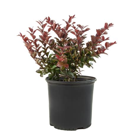 2.25 gal Photinia Dynamo Red Live Shrub with Full Sun - Walmart.com