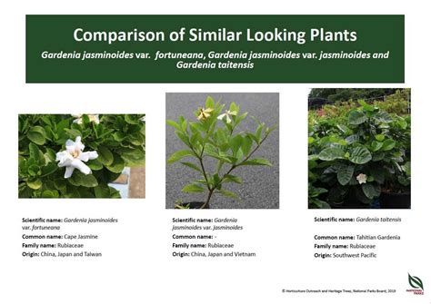 comparison  similar  plants