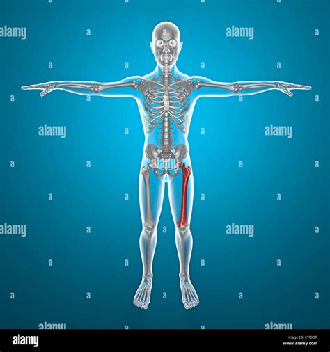 X Ray Of Human Body And Skeleton With Pain In Leg Stock Photo Alamy